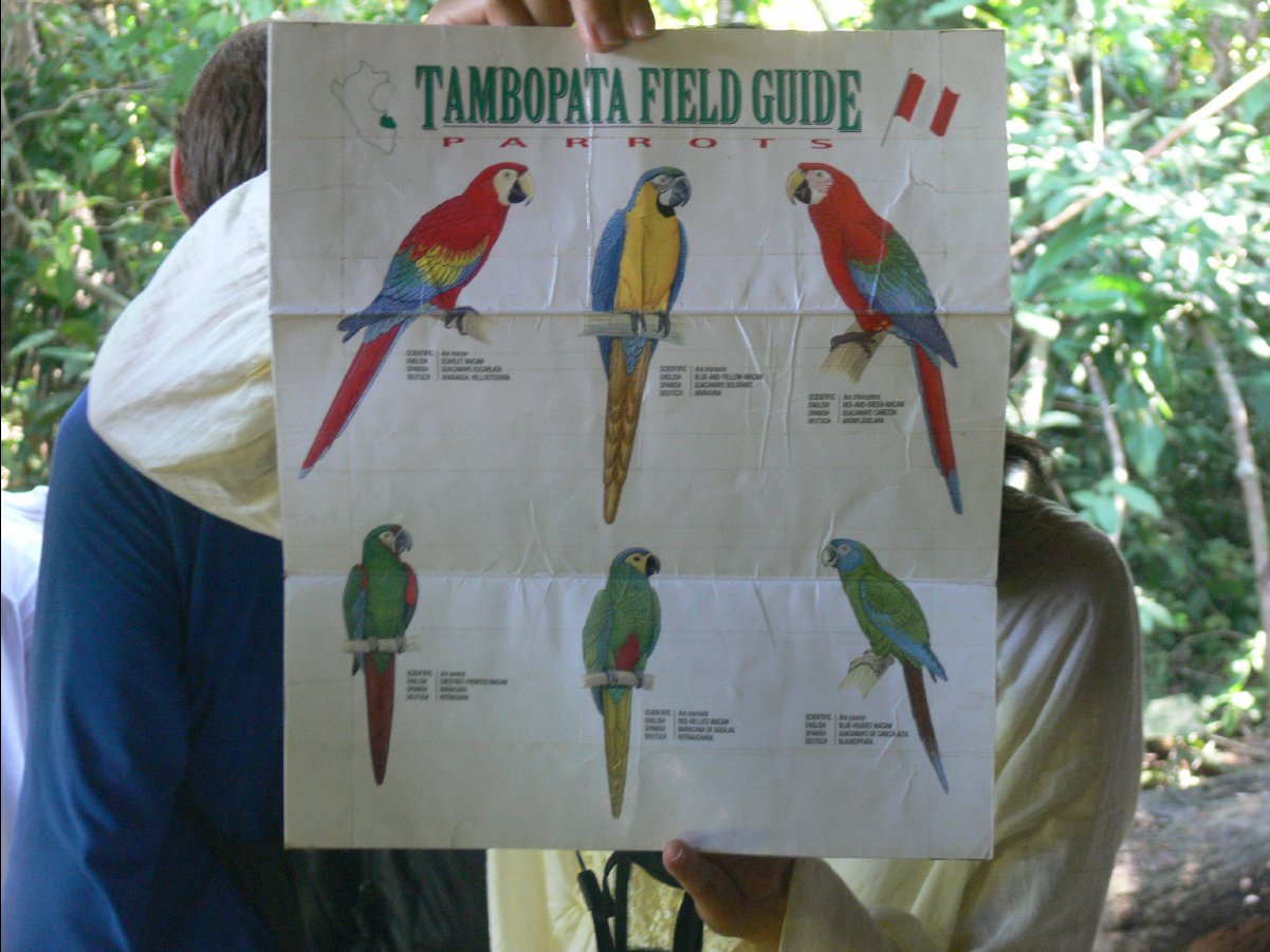Macaw watching32